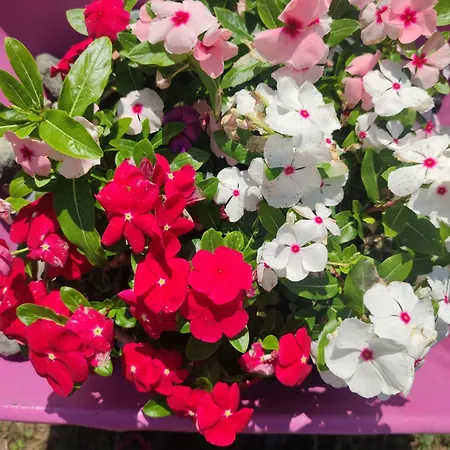 Il Rio Grande Daire Beverino